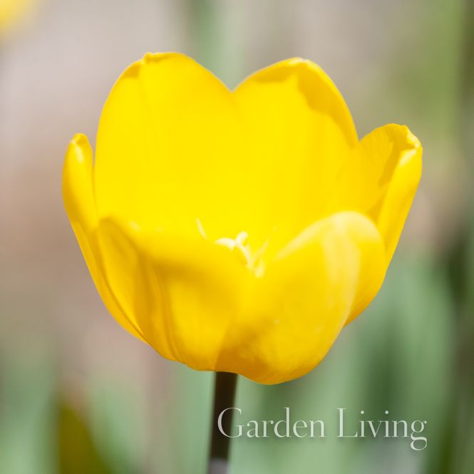 Hovedbilde Tulipan 'Friendship', Triumphtulipan - 10 stk