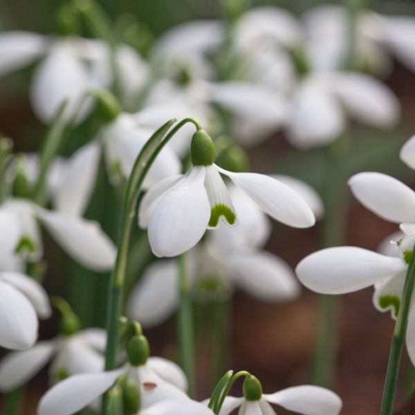 Hovedbilde Snøklokke 'S. Arnott' - Galanthus -  1 stk