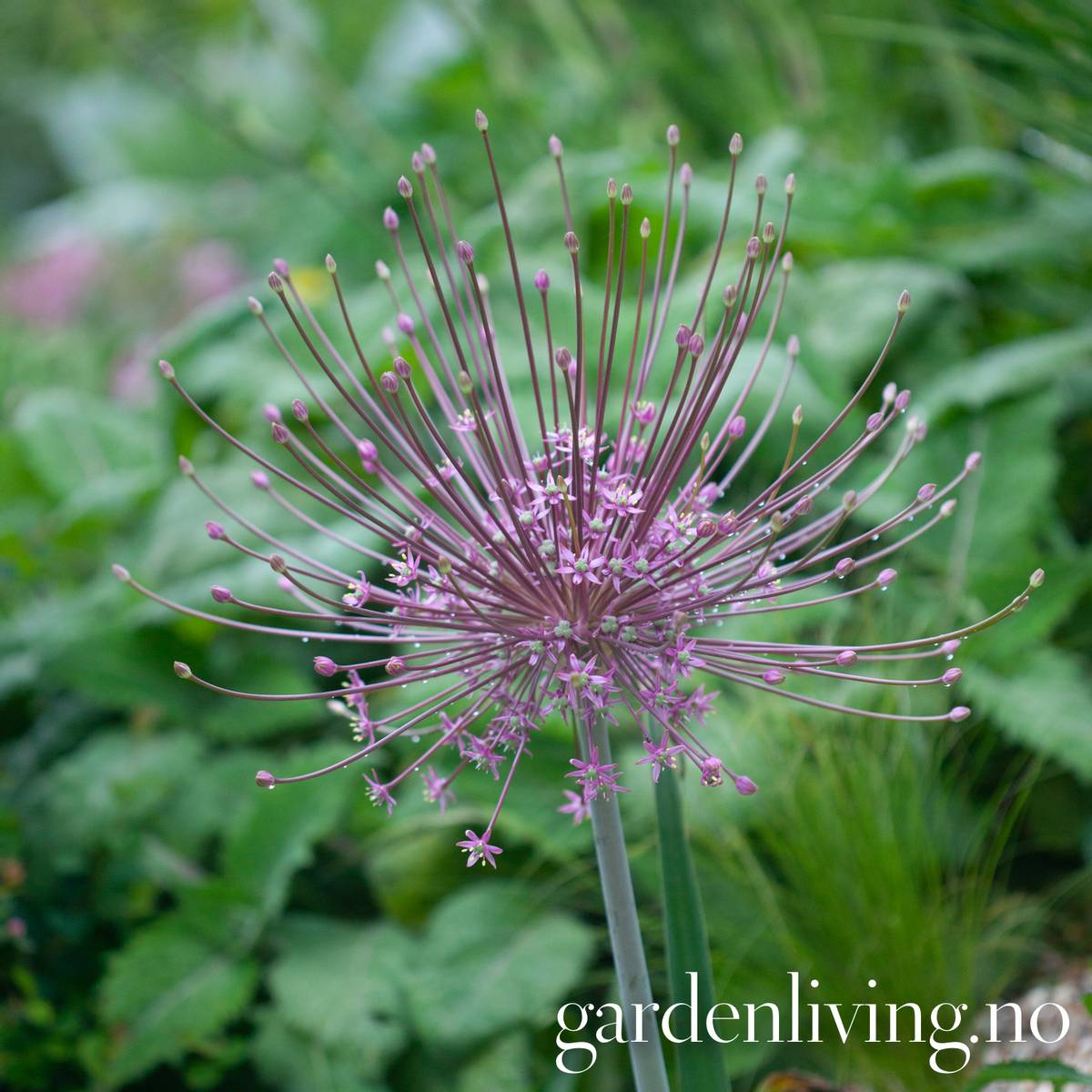Markløperløk - Allium shubertii - 3 stk