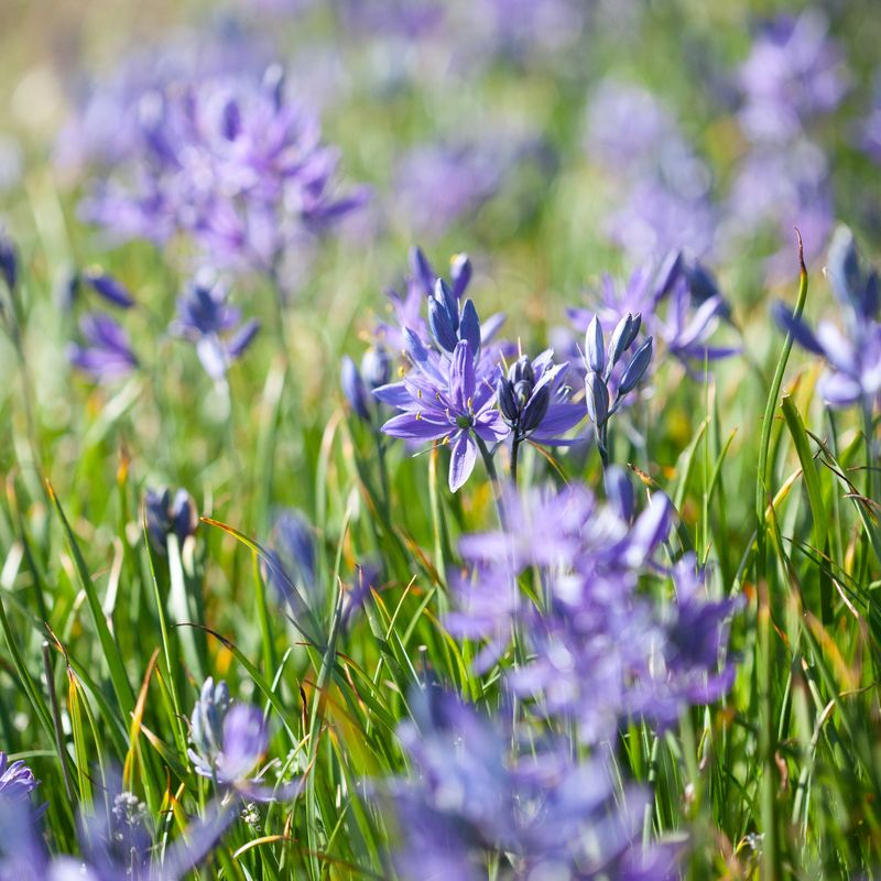 Bjørnestjerne -  Camassia quamash - 10 stk