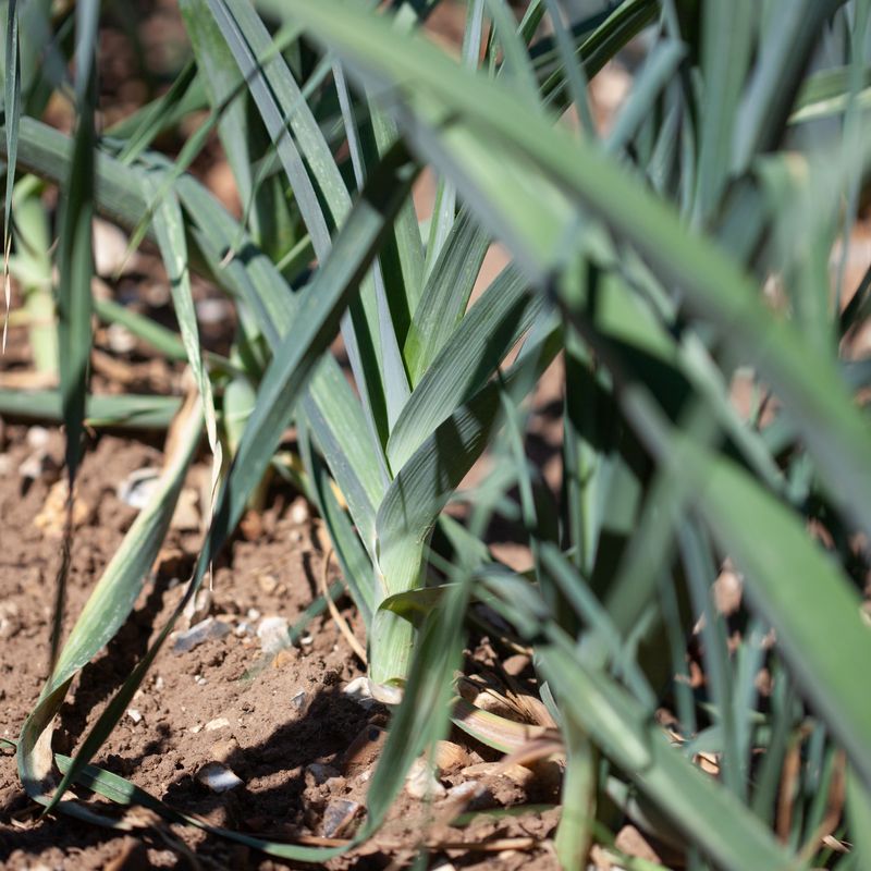 Purre 'Carentan 3' - Allium porrum, Organic