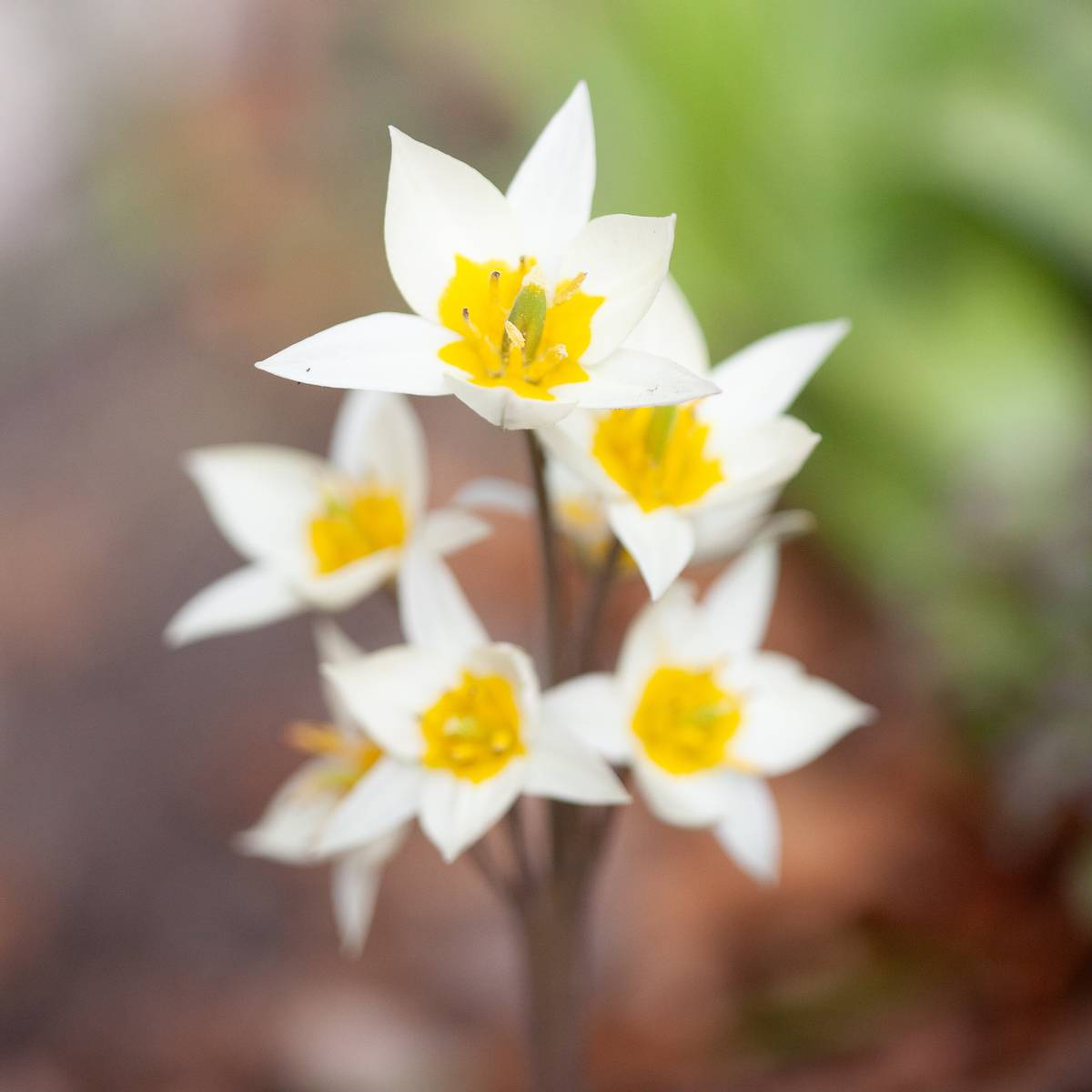 Turkestantulipan - Tulipa turkestanica - 10 stk