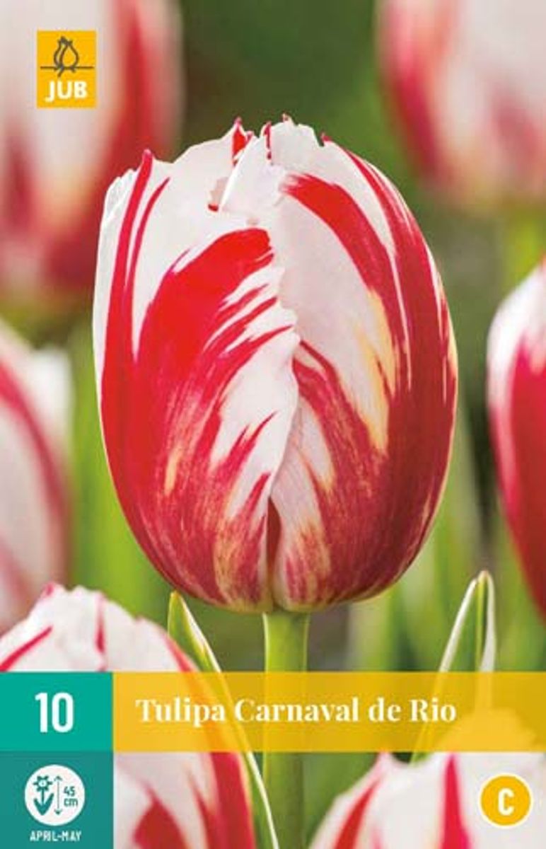 Tulipan 'Carnaval de Rio' - triumphtulipan - 10 stk