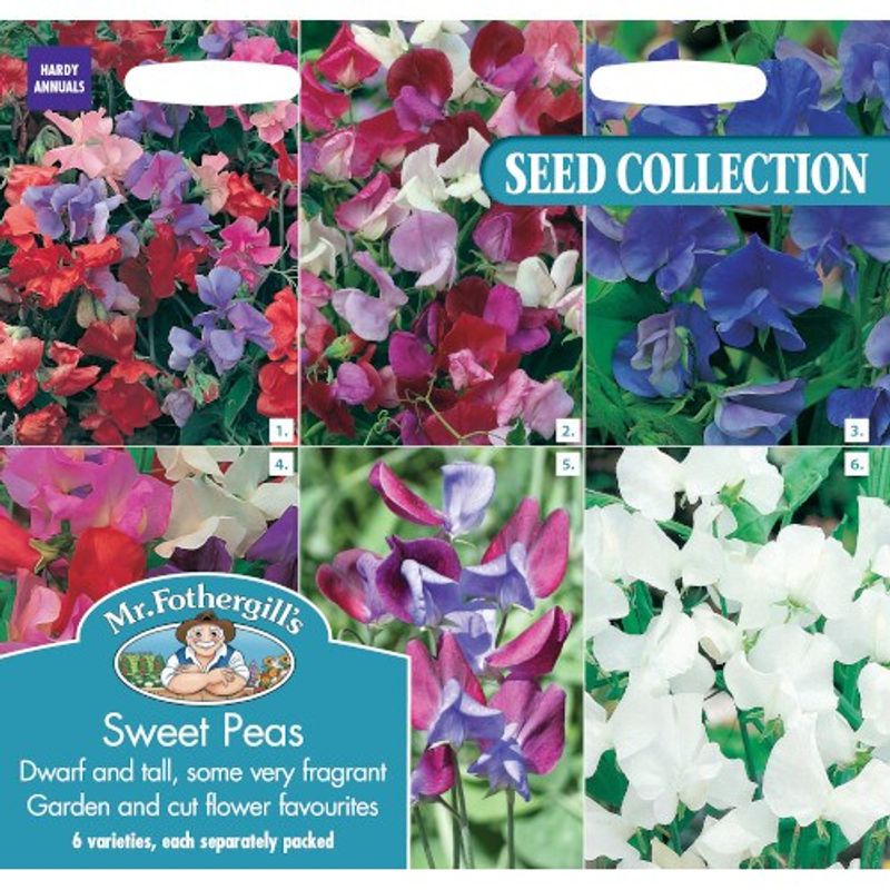 Blomsterertkolleksjon - Lathyrus odoratus