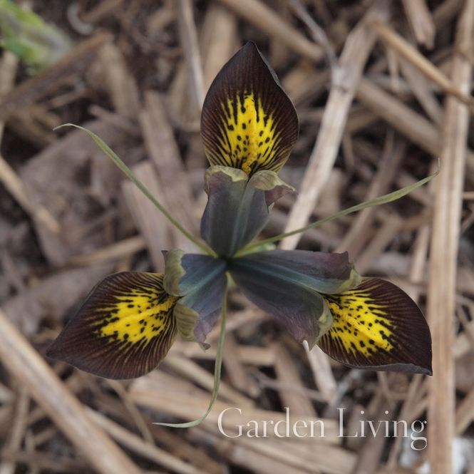 Hovedbilde Våriris 'Down to Earth' Iris reticulata - 1 stk