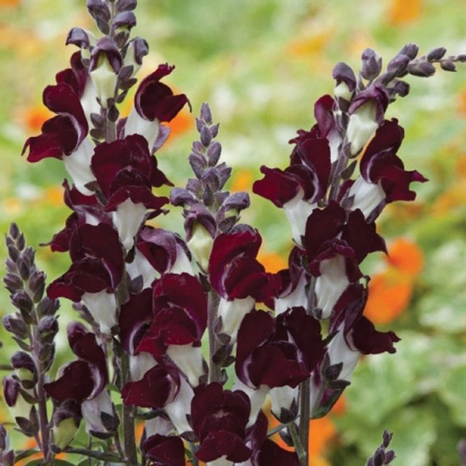 Hovedbilde Løvemunn 'Night & Day’ - Antirrhinum majus