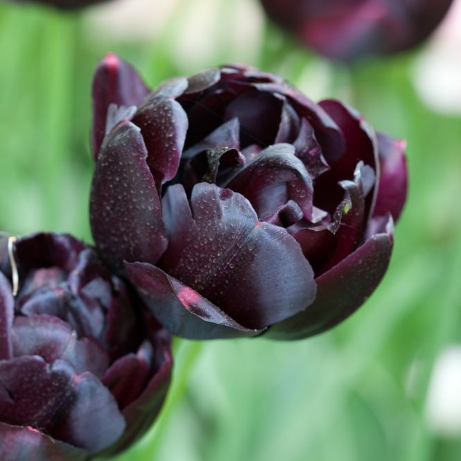Hovedbilde Tulipan 'Black Hero’, sen dobbel - 8 stk