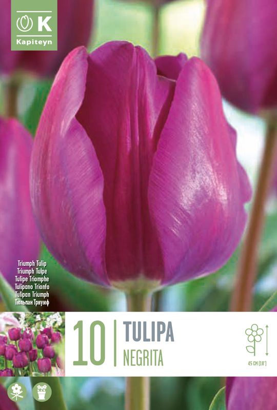 Tulipan 'Negrita', triumphtulipan - 7 stk
