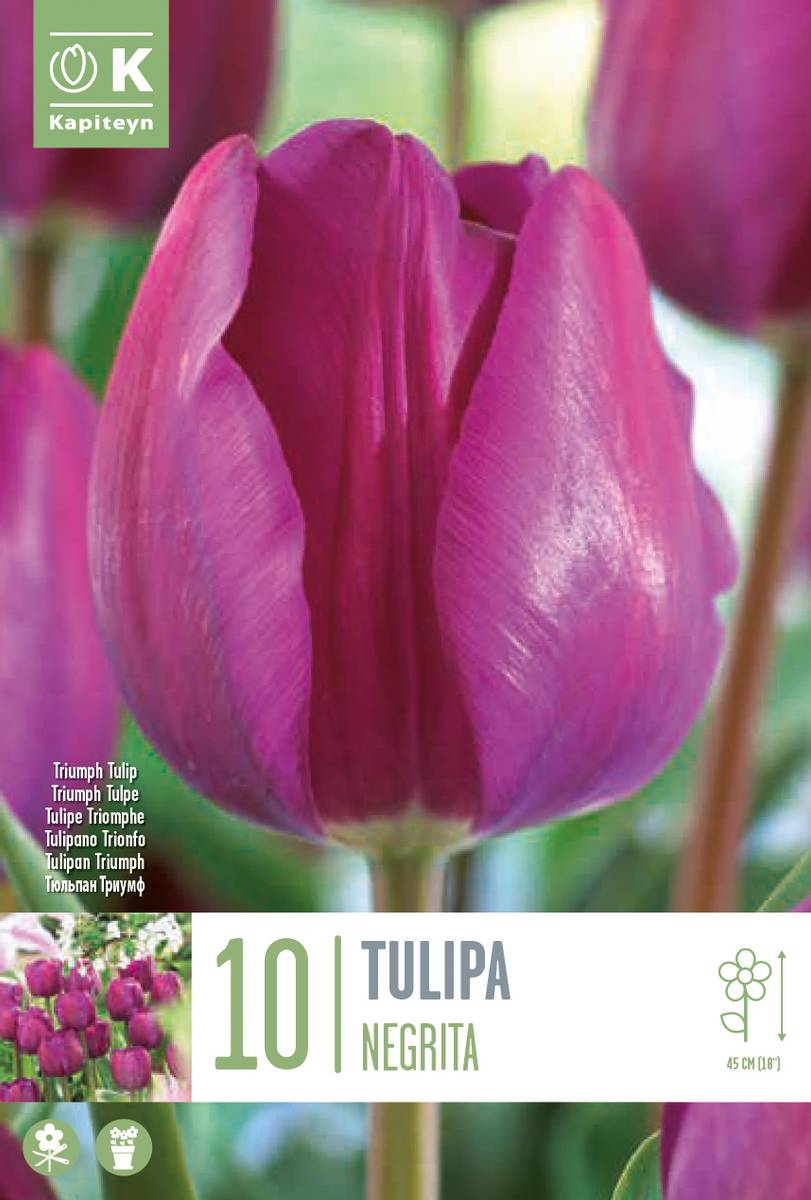 Tulipan 'Negrita', triumphtulipan - 10 stk