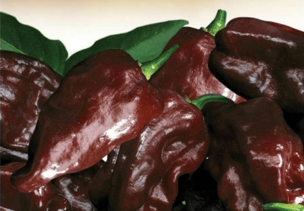 Chilipepper 'Habanero Chocolate - Capsicum chinense