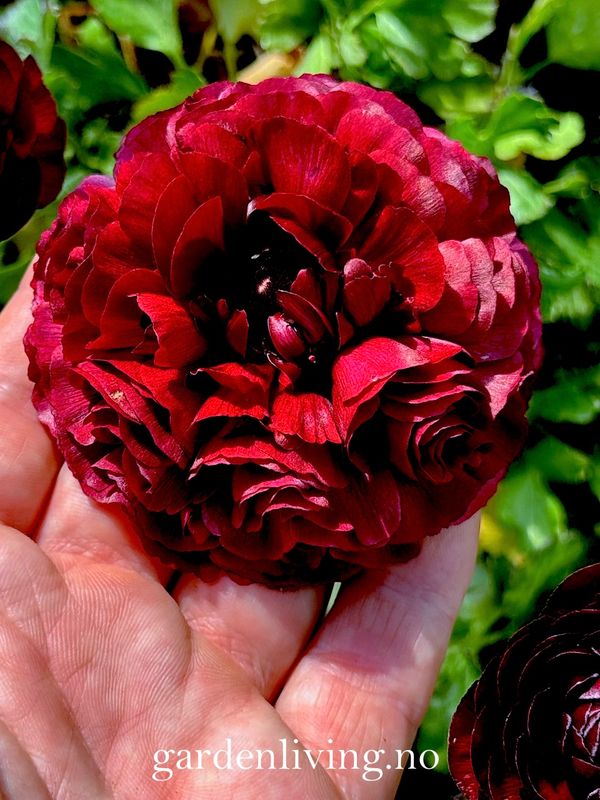 Ranunkler 'Amandine Chocolate' - Ranunculus, 10 stk.