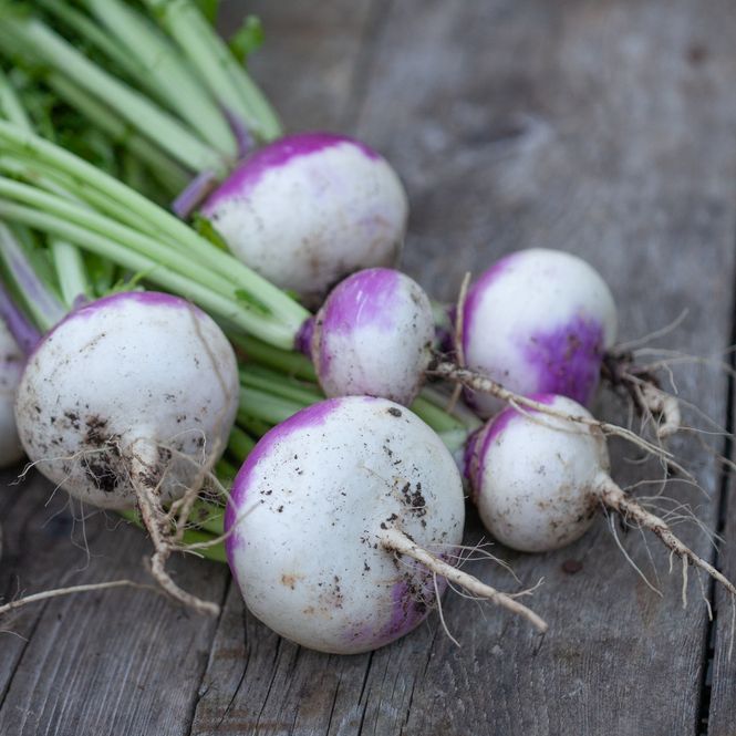 Hovedbilde Nepe 'Purple Top Milan' - Brassica rapa rapifera