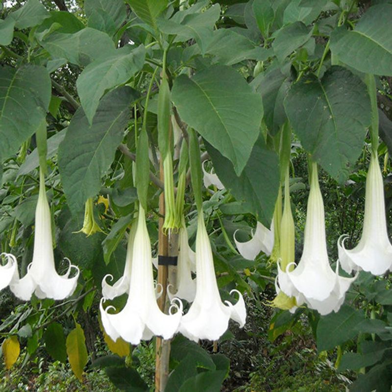 Engletrompet - Brugmansia suaveolens