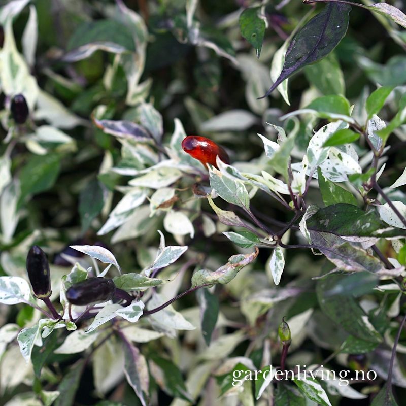 Chilipepper 'Calico' - Capsicum annuum