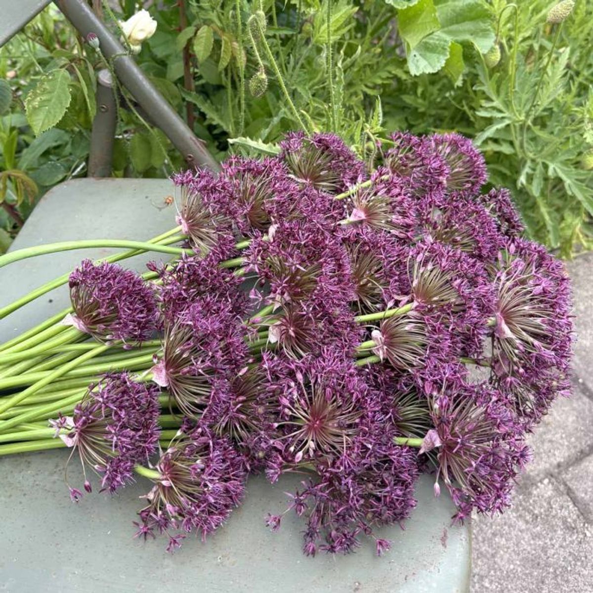 Prydløk 'Magic' - Allium - 10 stk