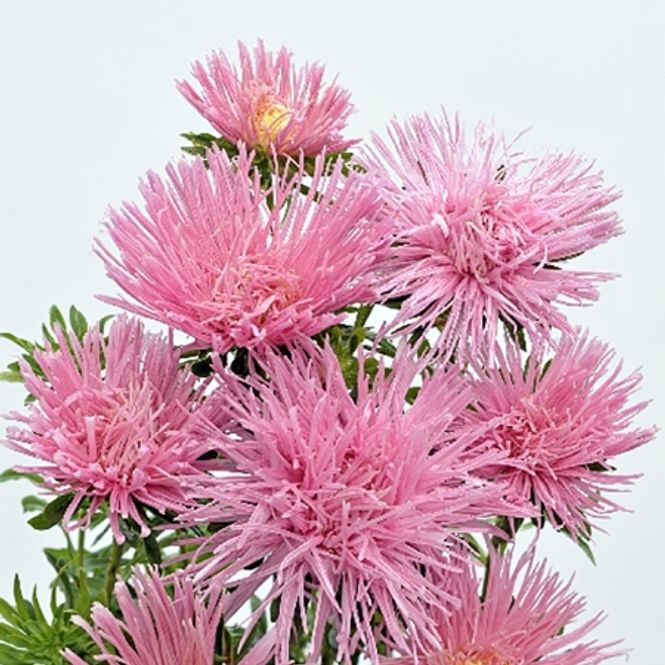 Hovedbilde Sommeraster 'Giant Quilled Soft Pink' - Callistephus ...