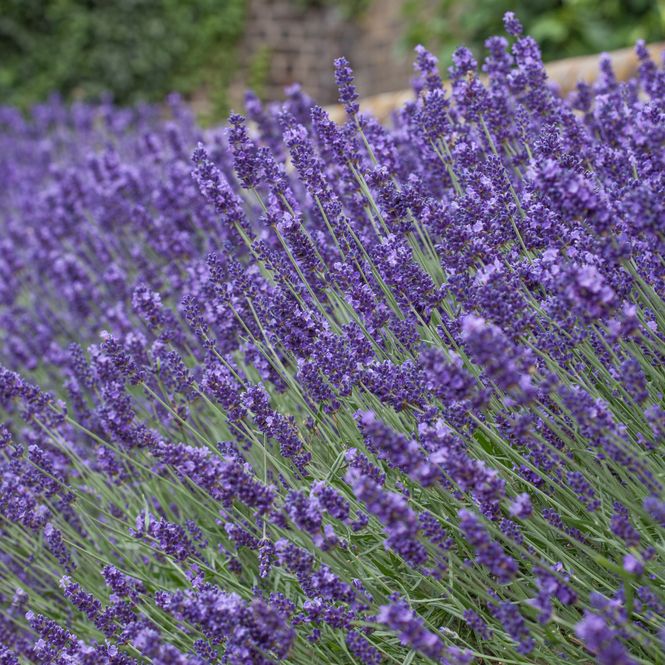 Hovedbilde Lavendel ’Hidcote Blue’ - Lavandula