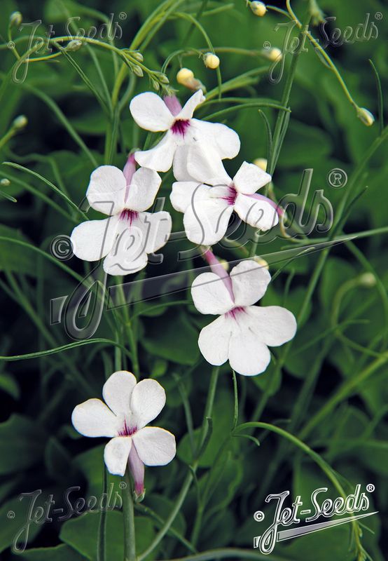 Rørblomst - Penstemon ambiguus var. ambiguus