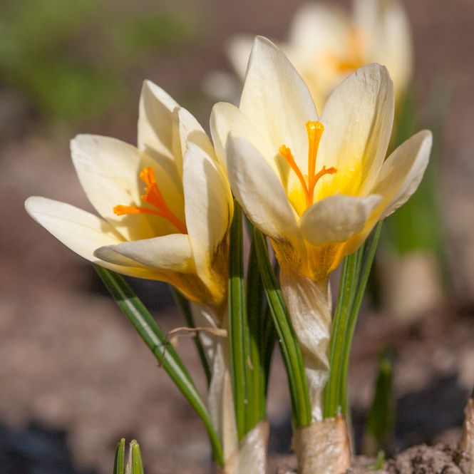 Hovedbilde Begerkrokus 'Romance' - Crocus chrysanthus - 15 stk