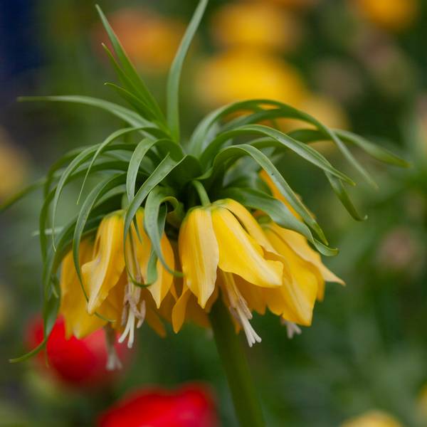 Hovedbilde Keiserkrone 'Lutea' -Fritillaria imperialis - 1 stk