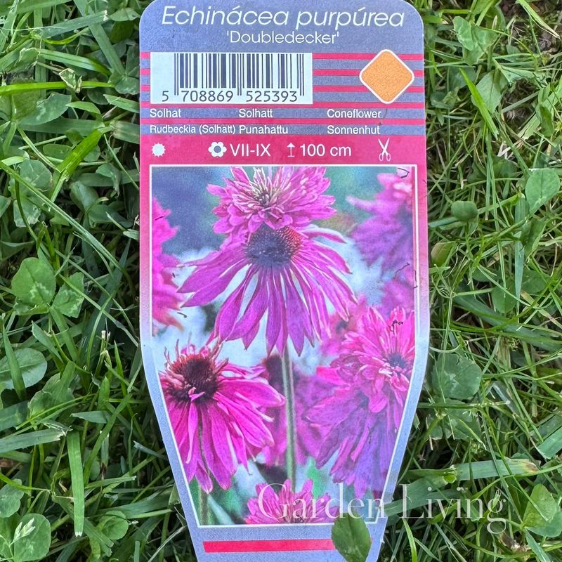 Purpursolhatt 'Doubledecker' - Echinacea purpurea