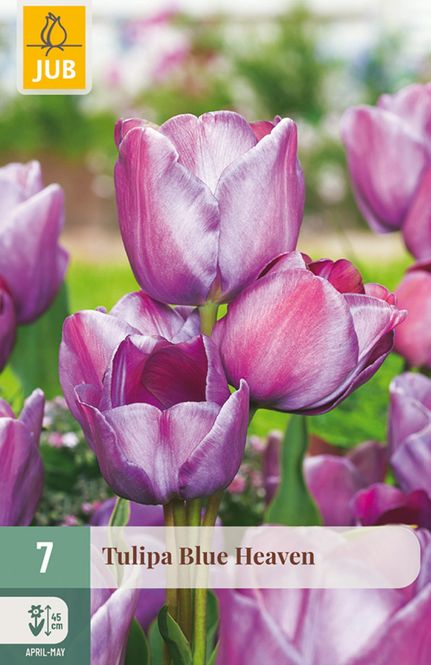 Hovedbilde Tulipan 'Blue Heaven', Bukettulipan - 7 stk