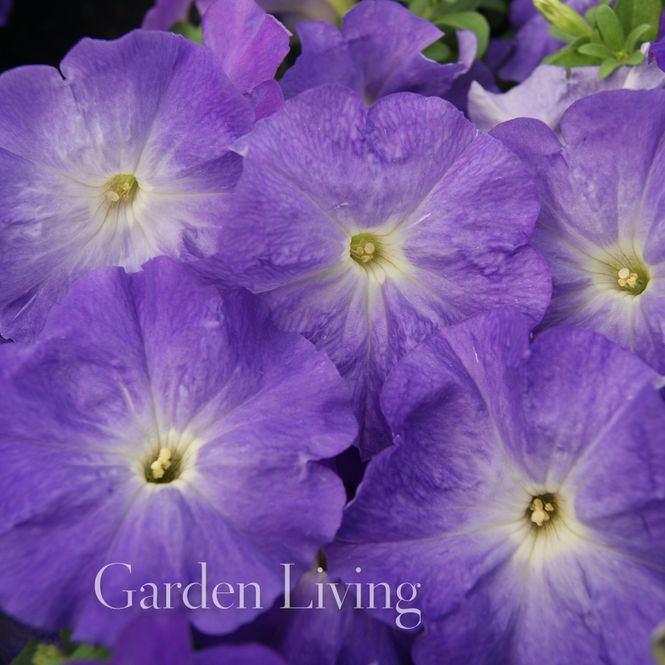 Hovedbilde Petunia 'Mambo Sky Blue' - Petunia grandiflora