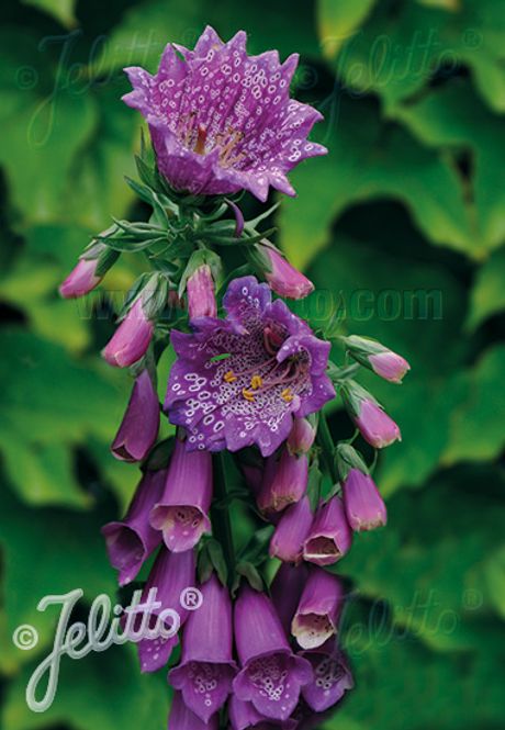 Hovedbilde Revebjelle 'Monstrosa Purple' - Digitalis purpurea