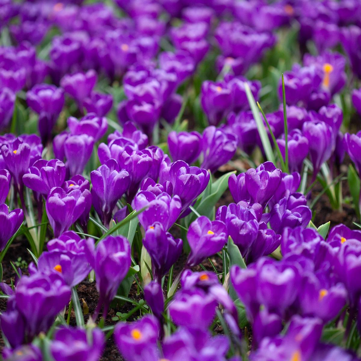 Storblomstret krokus 'Flower Record' - Crocus - 10 stk