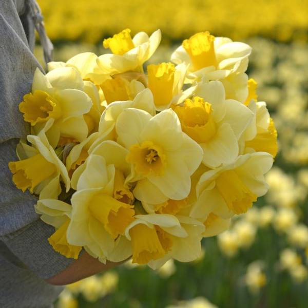Hovedbilde Påskelilje 'Yellow Salome’ - 10 stk