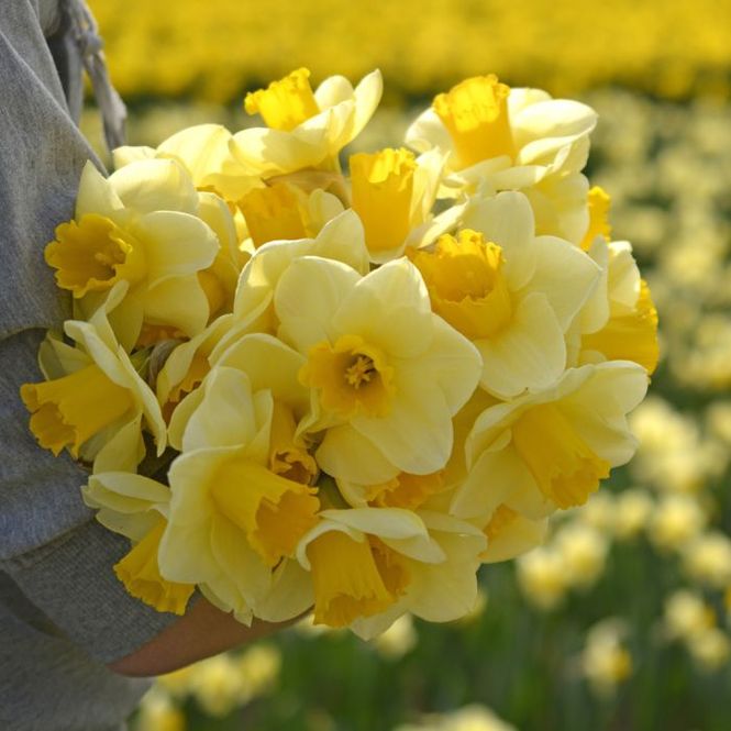 Hovedbilde Påskelilje 'Yellow Salome' - 10 stk