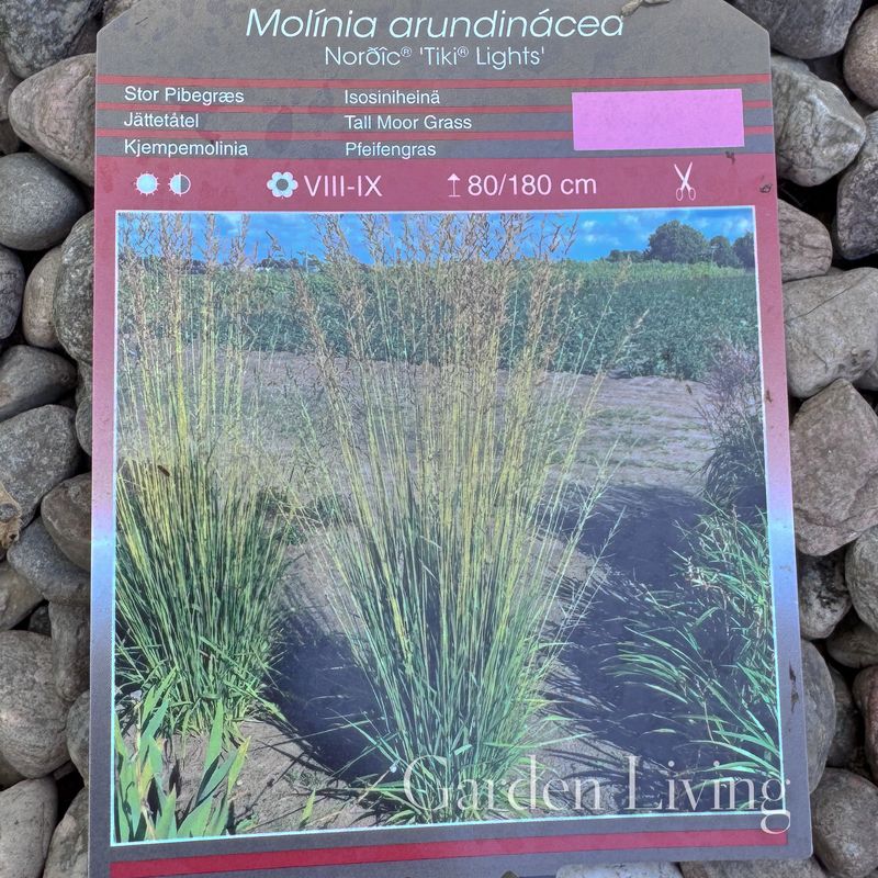 Blåmolinia Norðîc® 'Tiki® Lights' - Molinia arundinacea