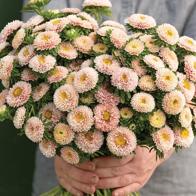 Hovedbilde Sommeraster 'Matsumoto Apricot' - Callistephus chinensis