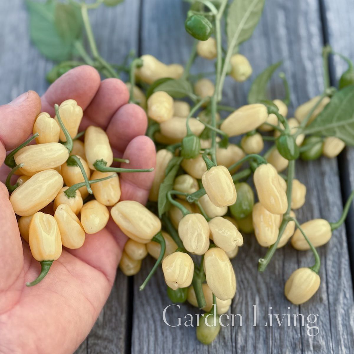 Chilipepper 'Habanero White' - Capsicum chinensis