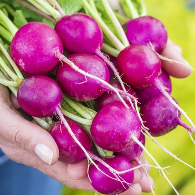 Hovedbilde Reddik 'Royal Purple’ - Raphanus sativus