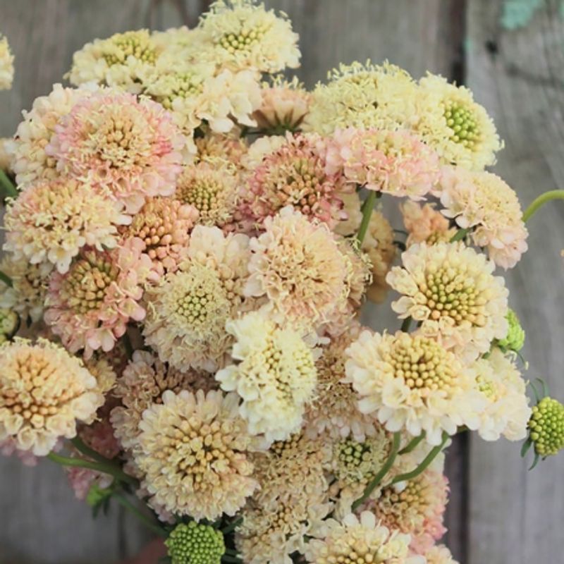 Sørgeskabiosa 'Morgana Yellow' - Scabiosa atropurpurea 