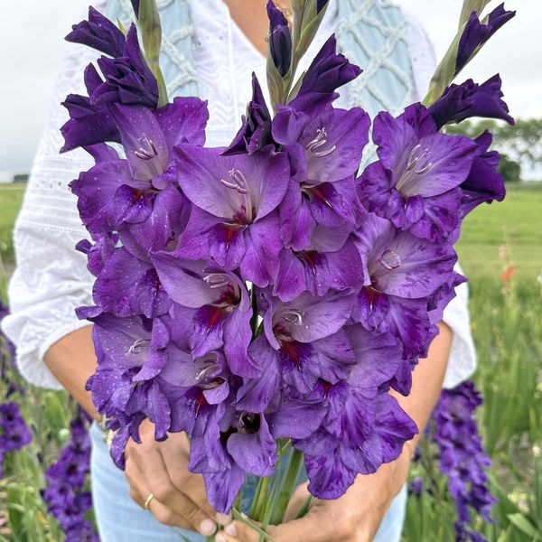 Hovedbilde Gladiol 'Cookie' - Gladiolus, 10 stk.