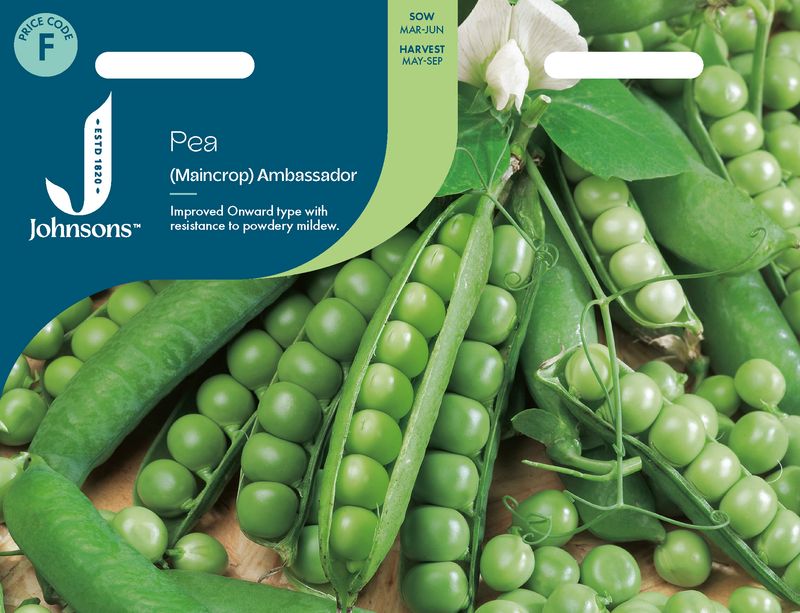 Margert 'Ambassador - Pisum sativum