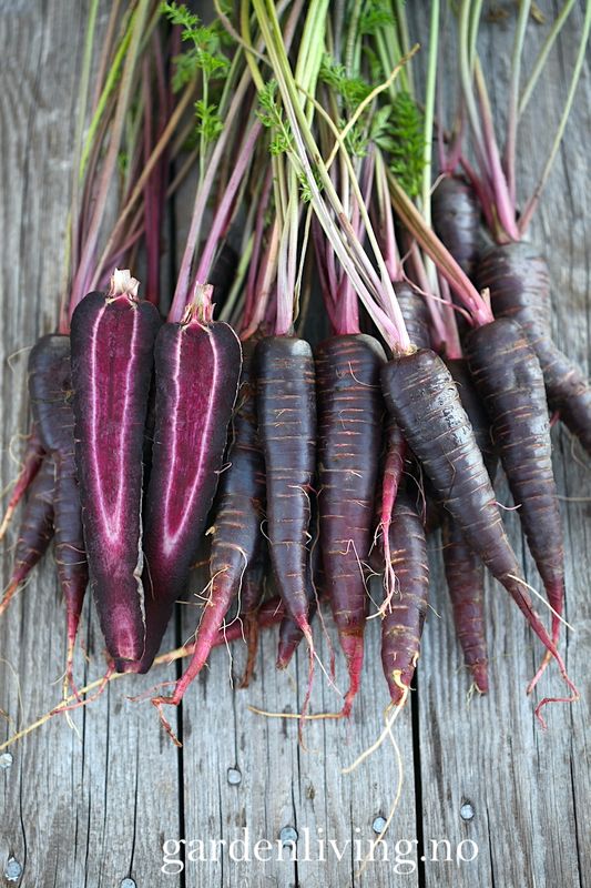 Gulrot 'Purple Hybrid' F1 - Daucus carota
