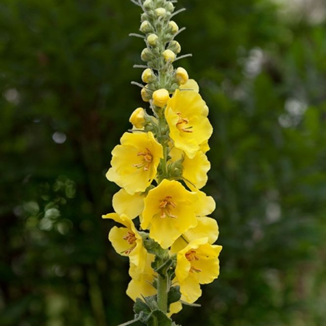 Hovedbilde Prydkongslys - Verbascum densiflorum