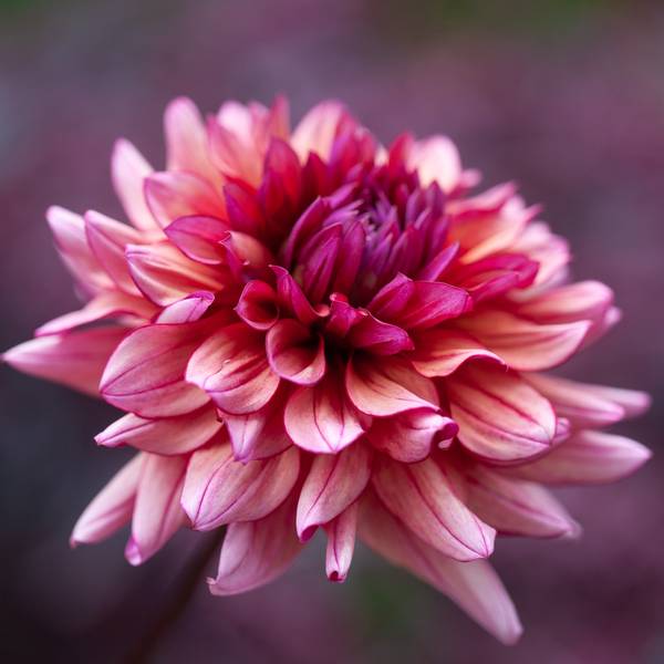 Hovedbilde Georgine 'Molly Raven’ - Dahlia, 1 stk.