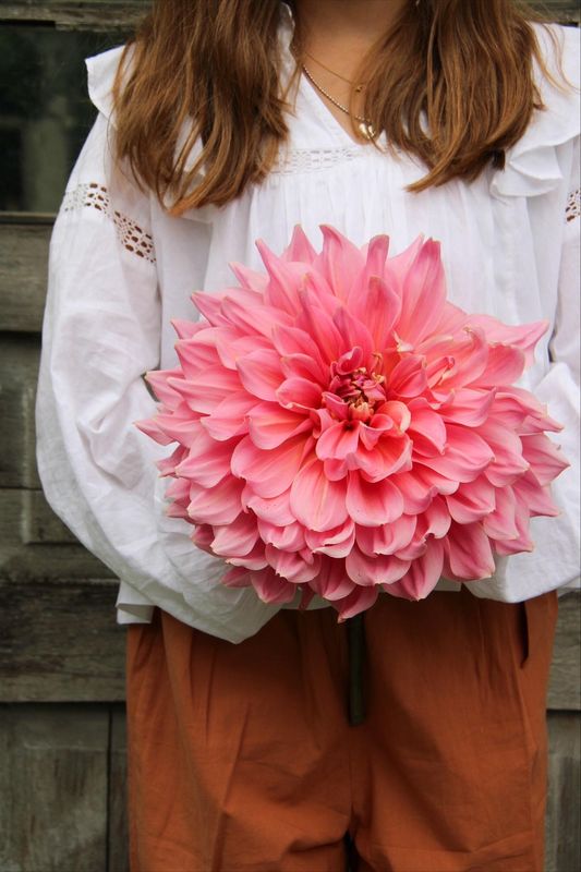 Georgine 'Otto's Thrill' - Dahlia x cultorum, 1 stk.