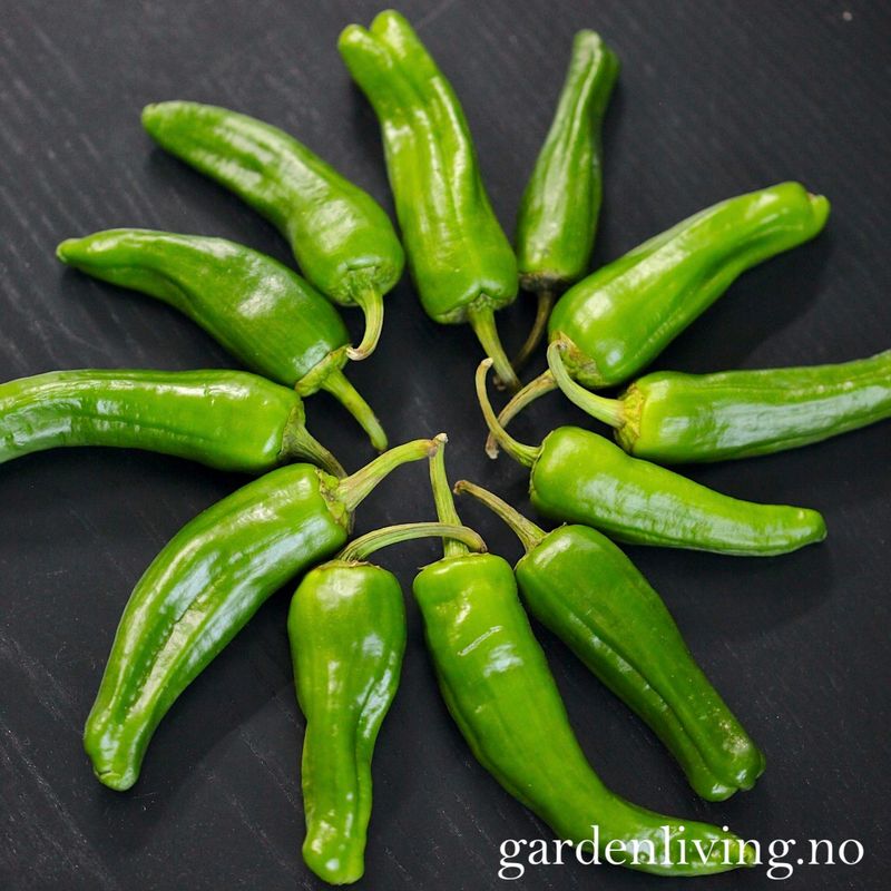 Chilipepper 'Padron' - Capsicum annuum 