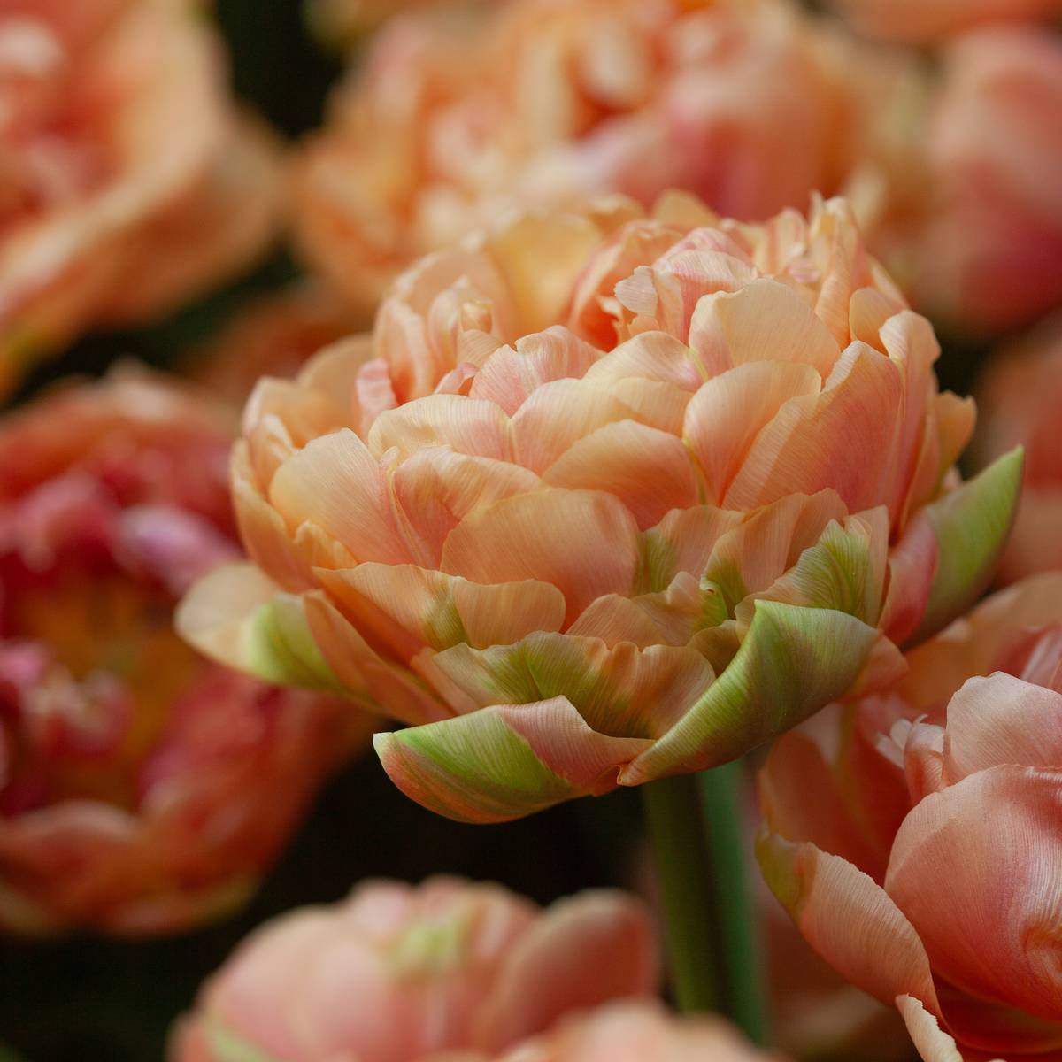 Tulipan 'Copper Image', Sen dobbel' - 5 stk