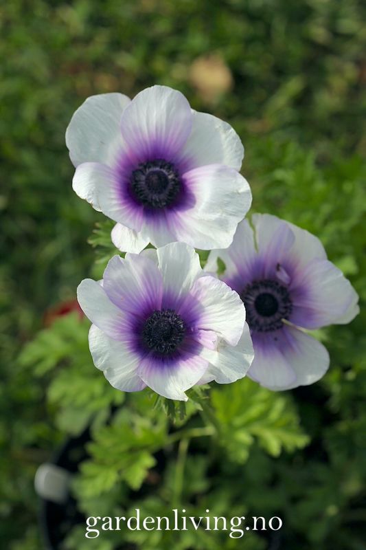 Kronsymre 'Mistral Plus Bicolour Viola' - Anemone coronaria, 10 