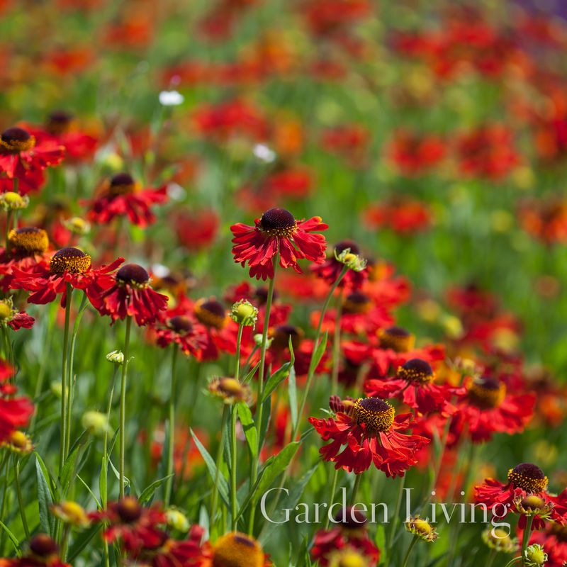 Solbrud ’Moerheim Beauty' - Helenium