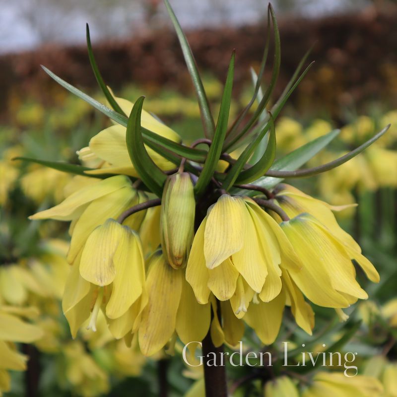 Keiserkrone 'Helena' - Fritillaria imperialis - 1 stk