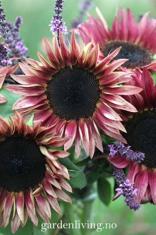 Solsikke 'Pro Cut Plum' - Helianthus annuus