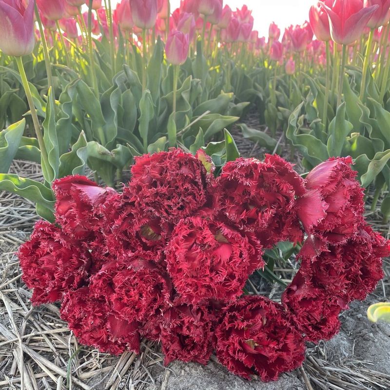 Tulipan 'Qatar', frynsetulipan - 10 stk