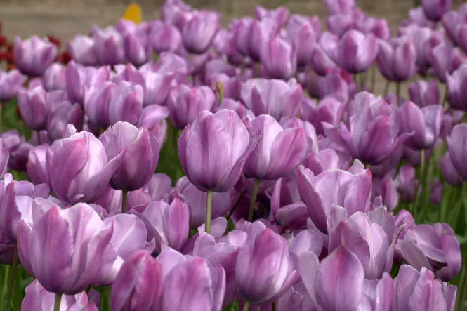 Hovedbilde Historisk tulipan 'Georg Grappe' - 1 stk 
